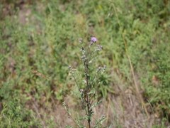 Cirsium arvense