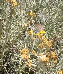 Leptotes marina