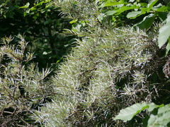 Hippophae rhamnoides