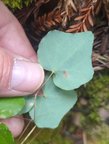 Image of Vancouveria planipetala by (c) Tom Field, some rights reserved (CC BY)