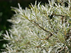 Hippophae rhamnoides