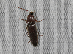 Melanotus castanipes