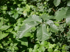 Castanea sativa