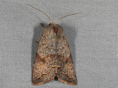 Orthosia revicta