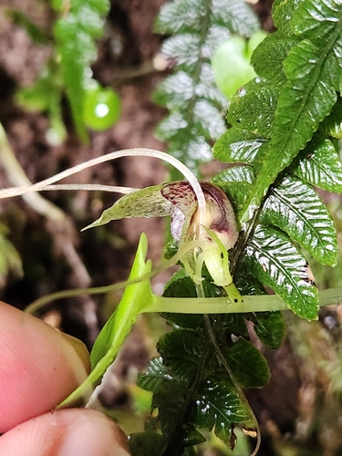 Image of Corybas hatchii by (c) Archie, some rights reserved (CC BY)