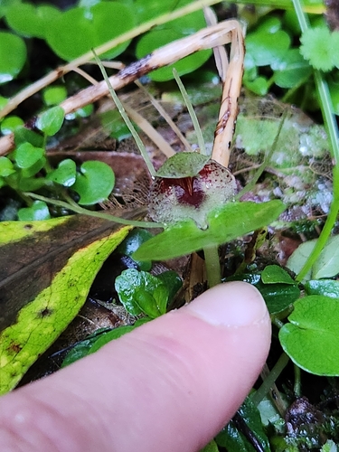 Image of Corybas hatchii by (c) Archie, some rights reserved (CC BY)