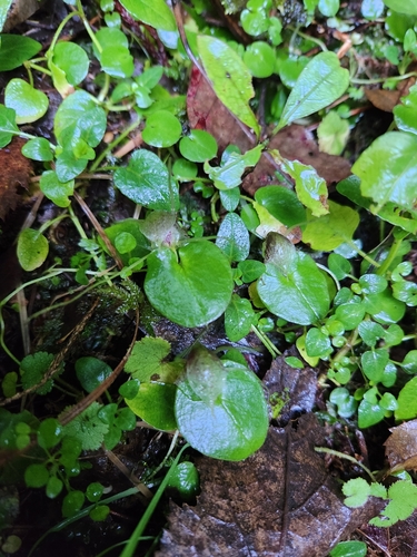Image of Corybas hatchii by (c) Archie, some rights reserved (CC BY)