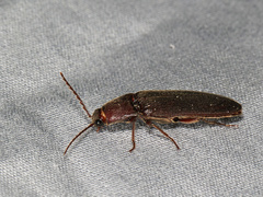 Melanotus castanipes