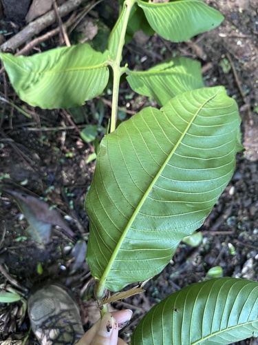 Image of Terminalia myriocarpa by (c) Tara Severns, some rights reserved (CC BY)