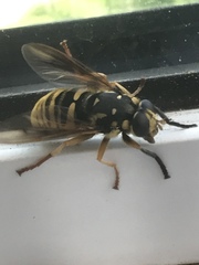 Temnostoma alternans