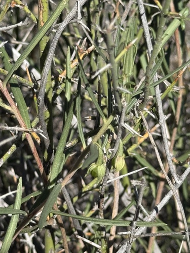 Image of Adolphia infesta by (c) Ian McFaul, some rights reserved (CC BY)