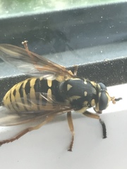 Temnostoma alternans