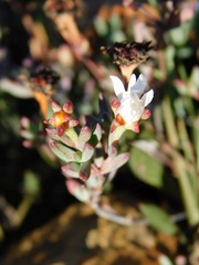 Lampranthus falcatus
