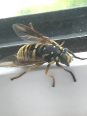 Temnostoma alternans