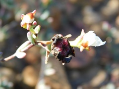 Lampranthus falcatus