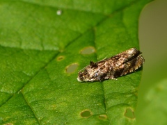 Grapholita prunivora