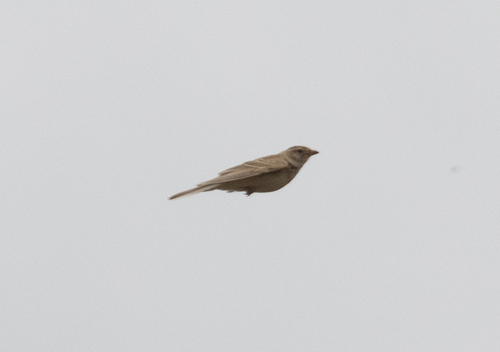 Mongolian Short-toed Lark (Calandrella dukhunensis), photo 4