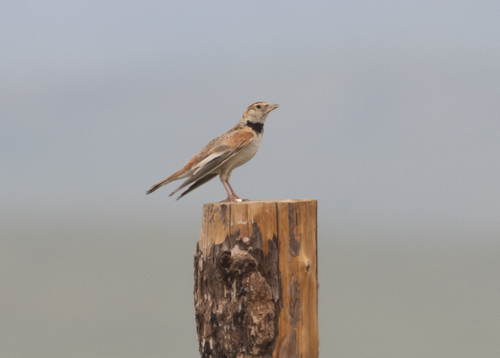 Mongolian Lark (Melanocorypha mongolica), photo 3