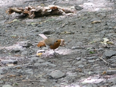 Erithacus rubecula