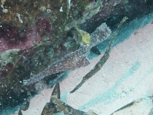 Robust Ghostpipefish — seen at this dive site
