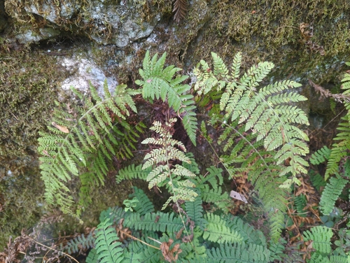 Image of Dudley's Shield Fern (Polystichum dudleyi) by (c) Tom Field, some rights reserved (CC BY)