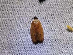 Sparganothis distincta