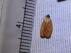 Sparganothis distincta