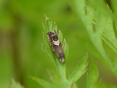 Grapholita interstinctana