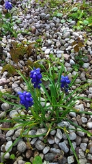Muscari botryoides
