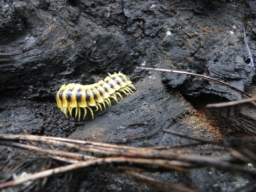 Rhysodesmus elestribus