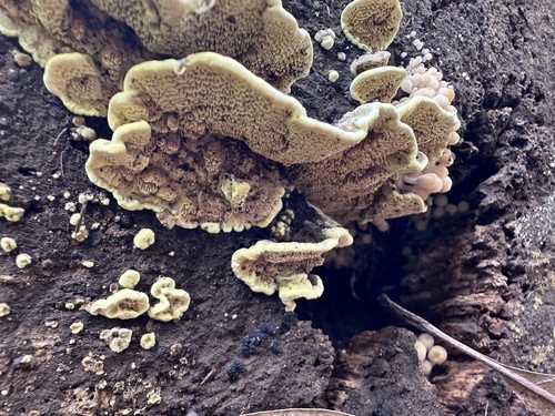 Flavodon flavus, 2024-08-24