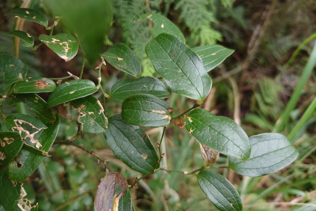 Smilax discotis; photograph (c) 如此甚好, some rights reserved (CC BY)