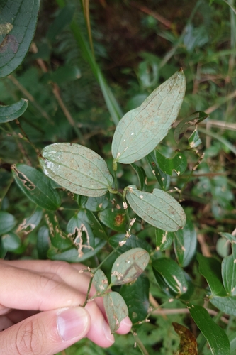 Smilax discotis, photograph 1