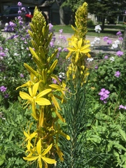 Asphodeline