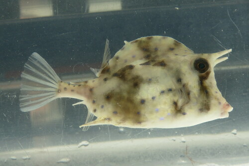 Scrawled Cowfish