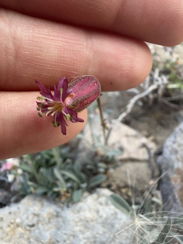 Silene grayi, 2024-08-17