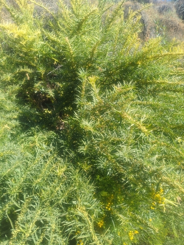 Image of Datisca glomerata by (c) Tom Field, some rights reserved (CC BY)