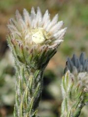 Phylica calcarata