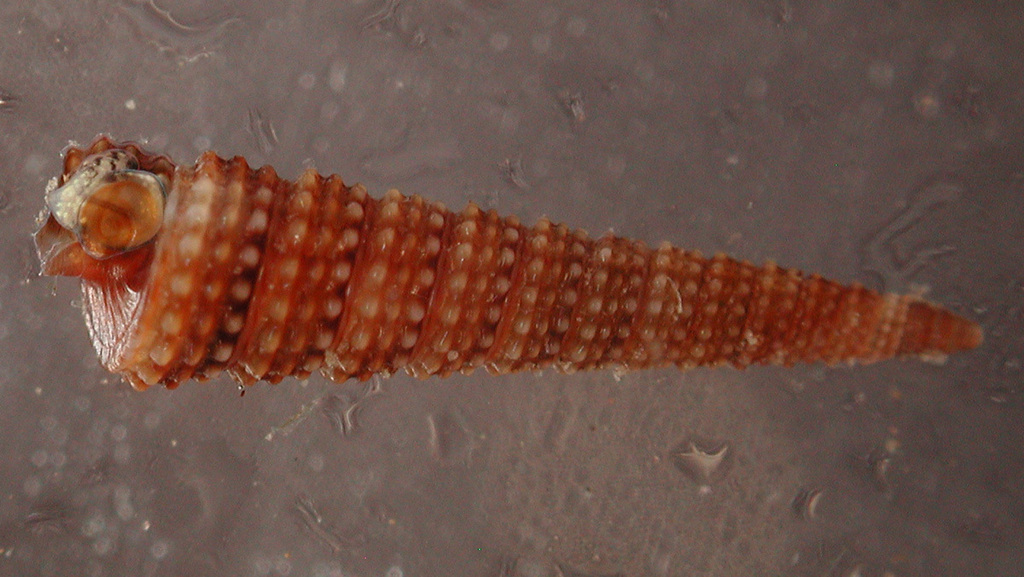 Triphora earlei