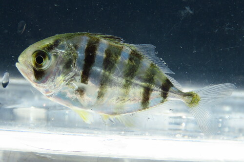 Atlantic Crevalle Jack