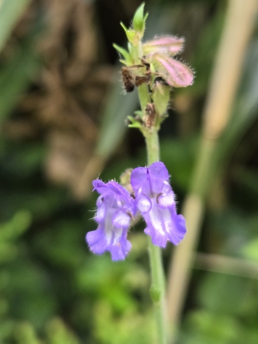 Image of Salvia japonica by (c) jimmy, some rights reserved (CC BY)