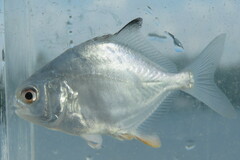 Permit photo 5