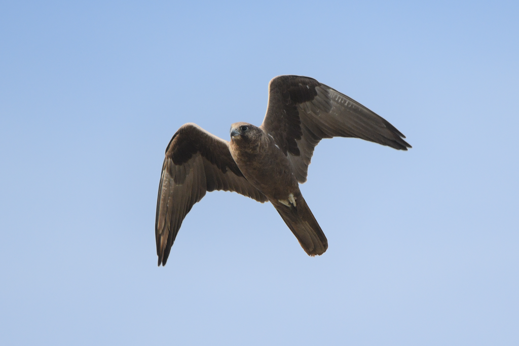 Black Falcon