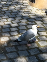 Larus argentatus