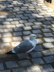 Larus argentatus