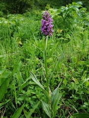 Dactylorhiza sibirica