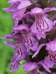 Dactylorhiza sibirica