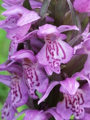 Dactylorhiza sibirica