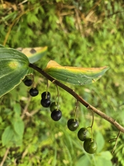 Polygonatum arisanense, photograph (c) jimmy, some rights reserved (CC BY)