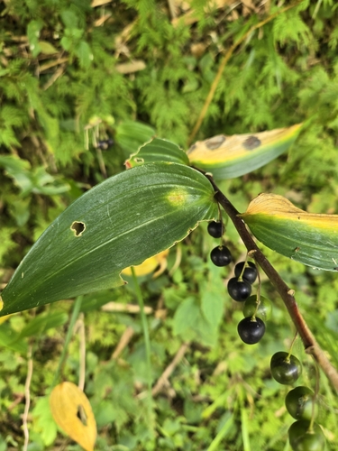 Polygonatum arisanense, photograph 3